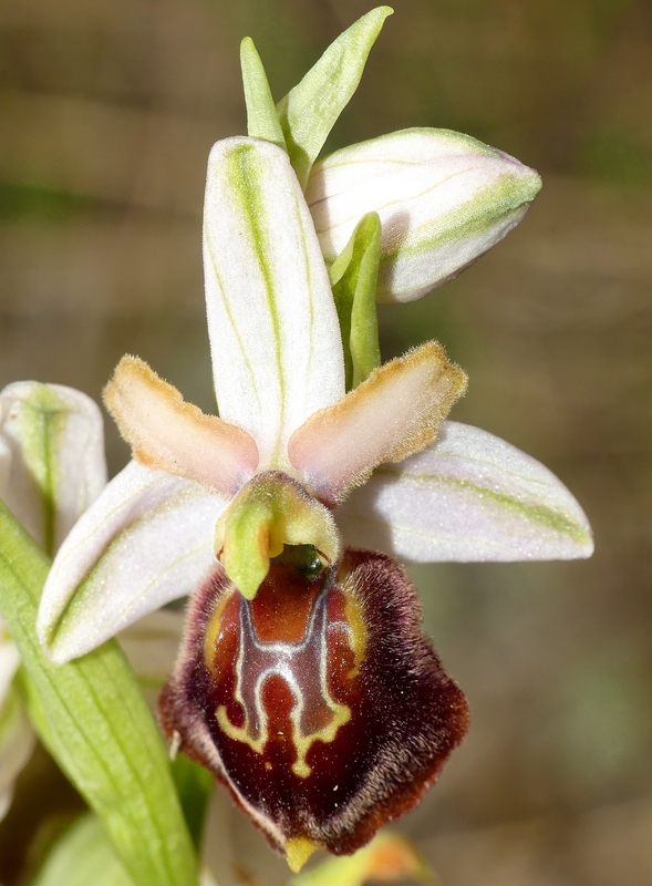 Ophrys exaltata subsp. archipelagi in Abruzzo marzo e aprile 2019